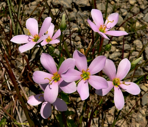 {Sabatia angularis}